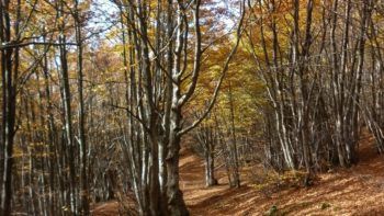 Permalink to: Trekking in Toscana